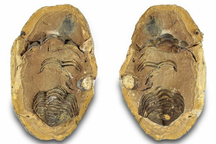 Fossil Calymene Trilobite In Nodule (Pos/Neg) - Morocco #255118